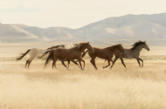 Help Offer Sanctuary to America's Wild Horses