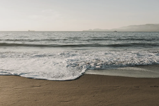 Protecting Our Oceans and the Animals Within Them